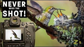 FREEZE birds in flight | SHARP hummingbird photos | Pro tips for continuous shooting - Nikon Z9