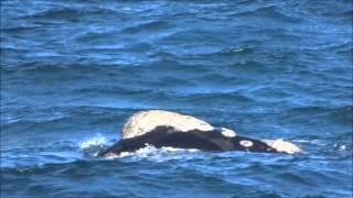 Ballena Franca  Austral Filtrando (comiendo) - El