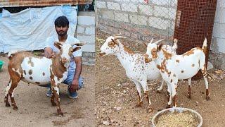 Quality Barbari goats at Very Low Price at Al-Fazl goat farm Bidkin Maharashtra