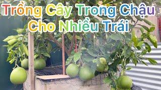 CUỘC SỐNG ÚC l KỶ THUẬT TRỒNG CÂY ĂN TRÁI TRONG CHẬU