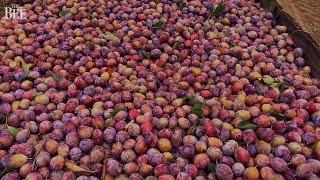 Shake! Shake! Shake! See The Colorful California Prune Harvest