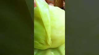 Капуста для голубцов . Самый ленивый способ!