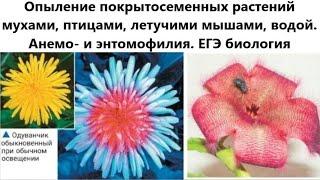 Опыление покрытосеменных мухами, птицами, летучими мышами, водой. Анемо- и энтомофилия. ЕГЭ биология