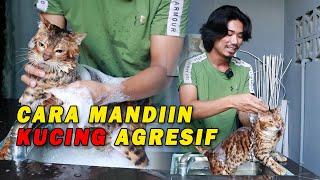 CARA AMPUH MANDIIN KUCING AGRESIF BIN LASAK