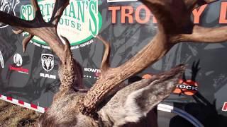 Nontypical Mule Deer, Gross 215