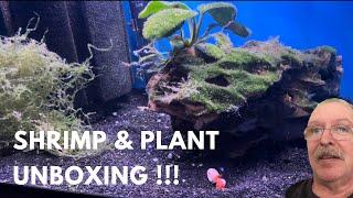 Live shrimp and plant unboxing, from mark Shelly aquatics