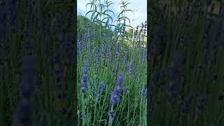 Lavender Plant