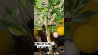 MEMBUAT BONSAI TAMBAT SAPI #bonsaitambatsapi #sidaguri #timelapse