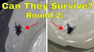 Round 2: What Happens When You Put a Fly and a Spider In a High Pressure Chamber? Will They Survive?