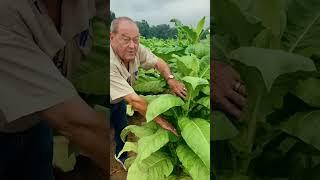 How Tobacco Is Harvested In South Georgia. #youtube #farming #agriculture #farmlife