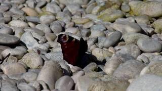 Schmetterling HD-Video (MotionJPEG) mit PANASONIC FZ38