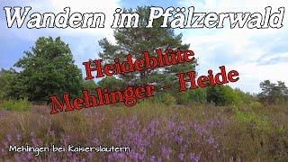 Blütezeit | Mehlinger Heide | Heideerlebnispfad | Pfalz | DE