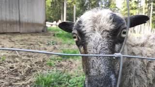 Wald Wandern Niederösterreich Streichelzoo Wildgehege Tiere Naturpark Wildpark Hohe Wand Spielplatz