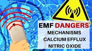 EMF Danger: Basic Cellular Mechanisms, Calcium Efflux & Nitric Oxide