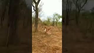 #short ajay prajapati