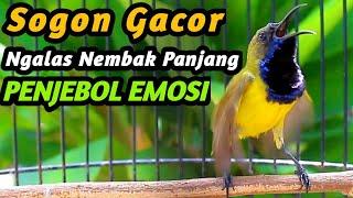 PANCINGAN SOGON GACOR NGKLEPER, SUARA BURUNG SOGON BIKIN NGAMUK SOGON TROTOL METALIK EMOSI #133