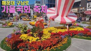 해운대 국화 축제. 해운대역과 해운대이벤트광장 사이 구남로에서 국화 축제가 진행되고 있어요. 기간 23/10/06~10/29. 가볼곳 추천 여행지 부산 해운대.