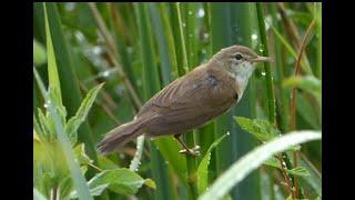 Reed Warblers - Doxey Marshes