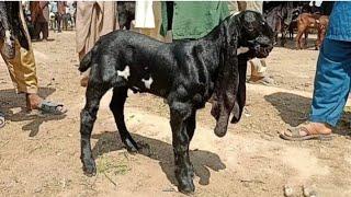 sahiwal Bakra Mandi ki update beetal breeder bachay 01324058010 Altaf goat farm