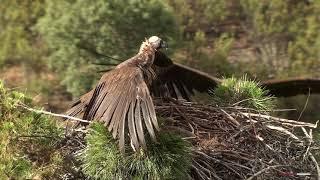 Parque Nacional de Monfragüe y sus aves