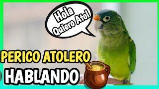 PERICO ATOLERO HABLANDO, Silbando y cantando - Perico Frente Naranja