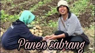 Panen Ubi Jalar di Sawah  ‼️ banyak orang leles