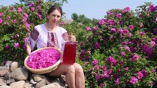 The Woman lives in the village!Harvesting roses and turning the petals into drink and jam