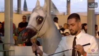 N 43 HABIBA SHAHIN   The Arabian Horse Galilee Show 2023   Yearling Fillies A Class 4