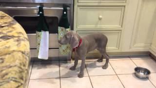 Weimaraner Puppy Sleeps Standing Up