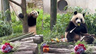 Panda Fu Bao's Group Birthday Event #cute #panda #fubao #푸바오 #fyp #pandalover #eatingshow #viral