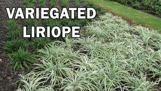 Silverlawn™ Liriope is a Low Growing Contrast Plant with Clean Variegated Foliage