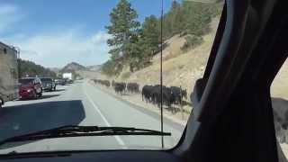 Rush Hour in Spearfish, South Dakota