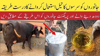 Janwaron ko Sarson ka oil denay ka tarika | Mustard oil benefits | Dairy Farming in Pakistan