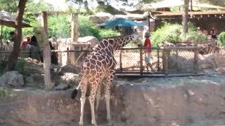 Tucson Arizona Reid park zoo