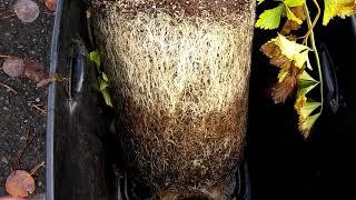 Real garden root growth