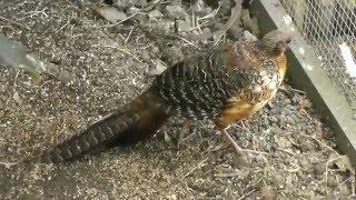 60 min Aviary Update @ Pheasantasiam New Years Eve 2015/2016 (1 Hour)