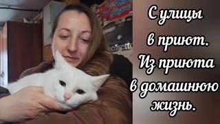 С улицы в приют. Из приюта в домашнюю жизнь.