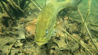 Hanging Out with Largemouth Basses, Banded Killifish, Sunfish & Others