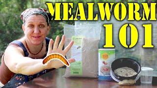 Mealworm 101 || 5 Simple Steps to Starting a Mealworm Colony!