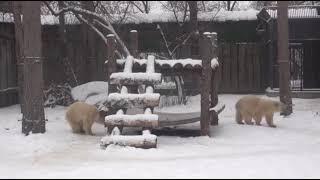 Девочки в заснеженном вольере....Girls in a snowy enclosure...️️️️️️️️️