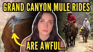 NEVER Ride The Grand Canyon Mules