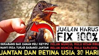 PERBEDAAN TROTOL JANTAN DAN BETINA USIA 30 HARI‼️BELUM ADA BULU HITAM BIRU‼️BELUM ADA BULU KAPAS‼️