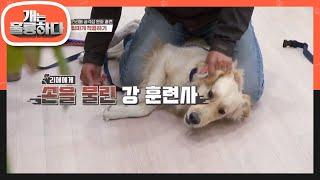 ※모두 정적※ 리에를 강력하게 제어하는 도중 손을 물린 강 훈련사 [개는 훌륭하다/Dogs Are Incredible] | KBS 201116 방송