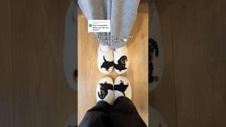 Get yours in the LlNK lN BlO️#dog #wienerdog #dachshund #sausagedog #slippers #smallbusiness