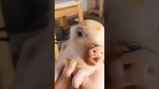 look at this adorable pig  #micropig #minipig #piglet #pig #babypig