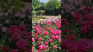 Places to visit in Busan Gijang Jeonggwan Rose Park #Rosepark