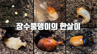 장수풍뎅이의 한살이:: 알, 애벌레, 번데기를 거쳐 성충이 되기까지 10개월의 기록:: the life cycle of beetle