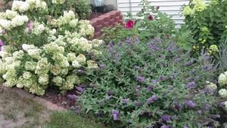 LO & BEHOLD® BLUE CHIP BUTTERFLY BUSH