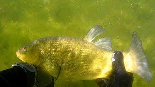 Polowanie na liny / Spearfishing tench