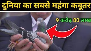 दुनिया का सबसे महंगा कबूतर || World most expensive pigeon in hindi